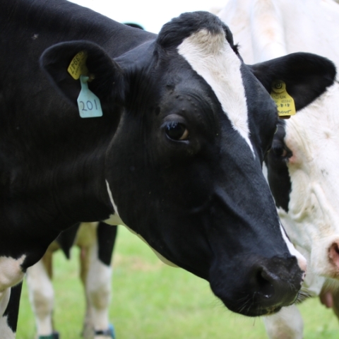 UK Consortium Launches Groundbreaking InFaba Project to Cut Dairy Methane Emissions and Replace Soya bean Meal with Homegrown Feed Ingredients